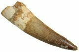 Fossil Spinosaurus Tooth - Real Dinosaur Tooth #227238-1